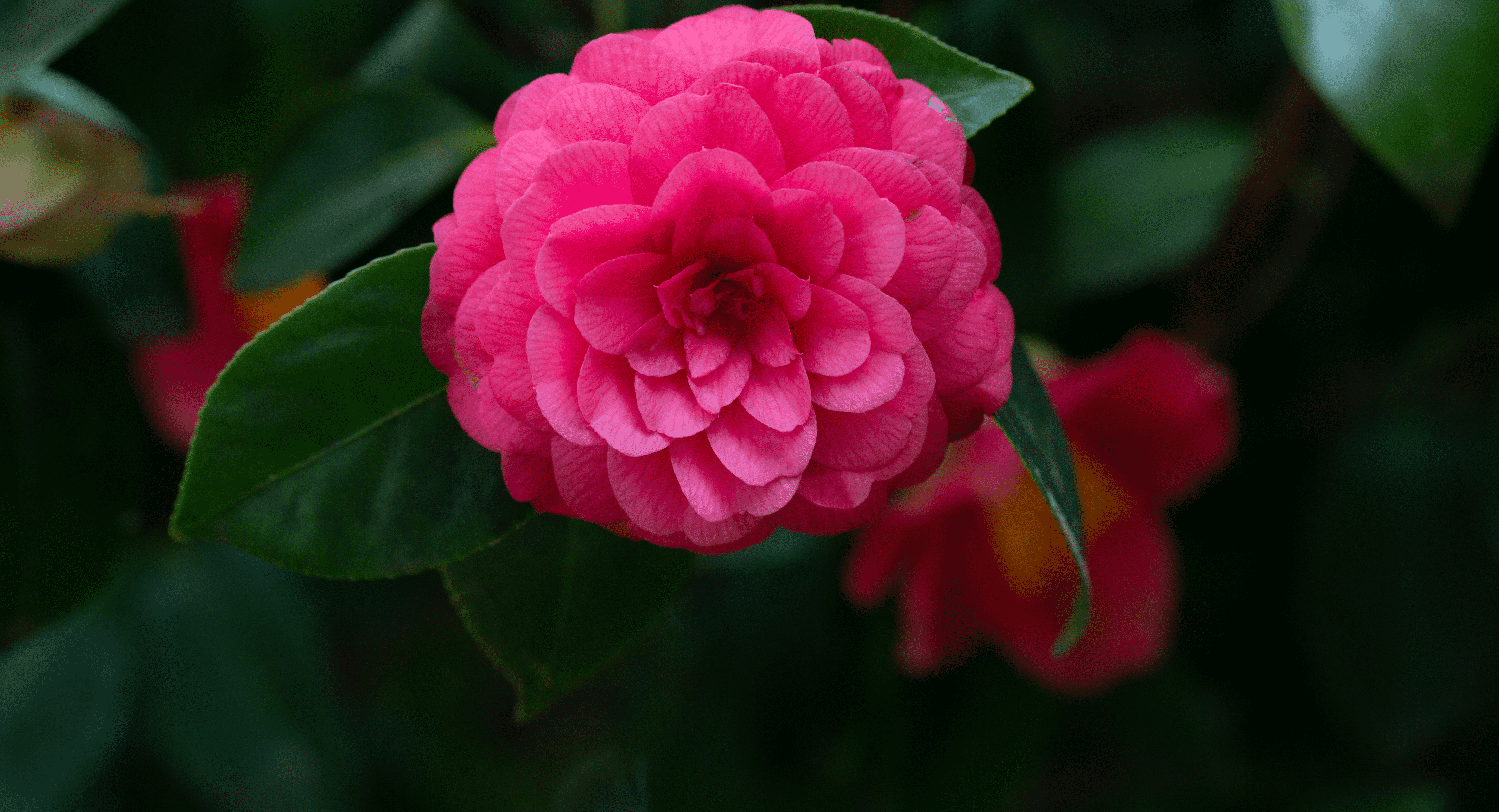 The rarest flower in the world